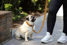 Load image into Gallery viewer, Dog Lead - The Cardi - Pumpkin