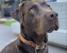 Load image into Gallery viewer, Dog Collar - The Coco - Turmeric