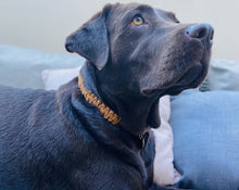 Load image into Gallery viewer, Dog Collar - The Coco - Turmeric