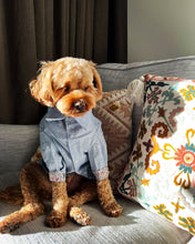 Load image into Gallery viewer, Shirt - Puppy Blue